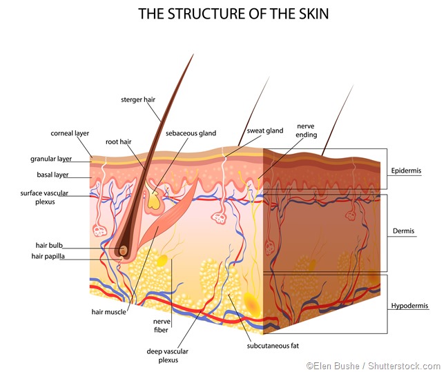 What Is Subcutaneous Tissue? - Thailand Medical News